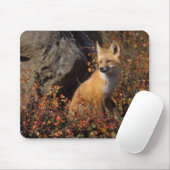rode vos, Vulpes vulpes Muismat (Met muis)