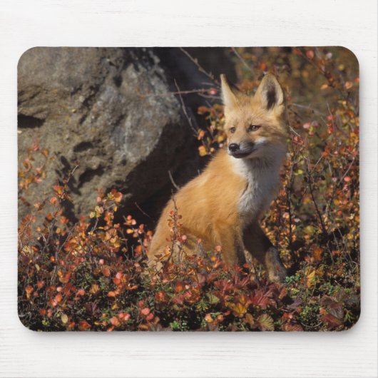 rode vos, Vulpes vulpes Muismat (Voorkant)