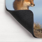 rode vos, Vulpes vulpes Muismat (Hoek)