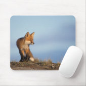 rode vos, Vulpes vulpes Muismat (Met muis)