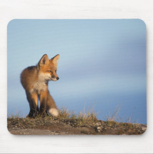 rode vos, Vulpes vulpes Muismat