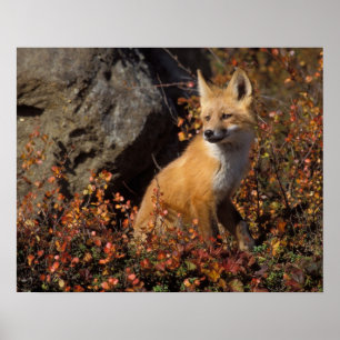 rode vos, Vulpes vulpes Poster