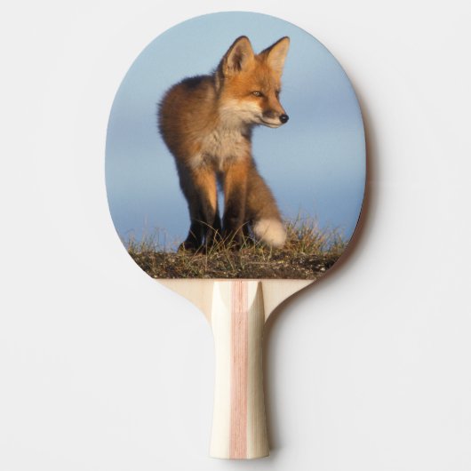 rode vos, Vulpes vulpes Tafeltennisbatje (Voorkant)
