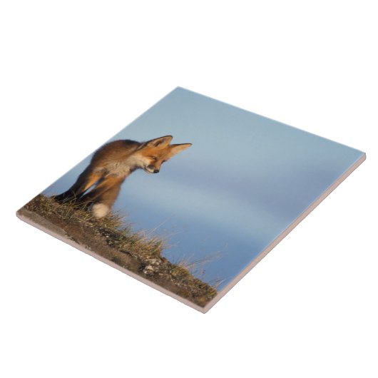 rode vos, Vulpes vulpes Tegeltje (Zijkant)