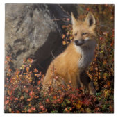 rode vos, Vulpes vulpes Tegeltje (Voorkant)