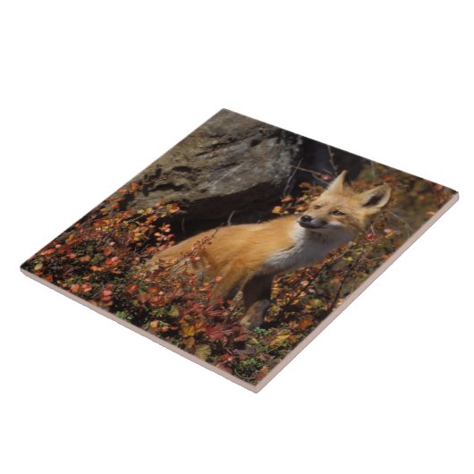 rode vos, Vulpes vulpes Tegeltje (Zijkant)