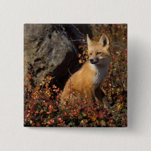 rode vos, Vulpes vulpes Vierkante Button 5,1 Cm
