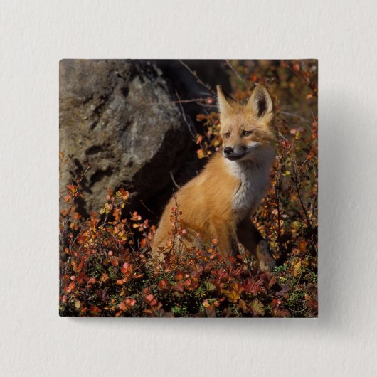 rode vos, Vulpes vulpes Vierkante Button 5,1 Cm (Voorkant)