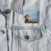 rode vos, Vulpes vulpes Vierkante Button 5,1 Cm (In situ)