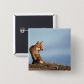 rode vos, Vulpes vulpes Vierkante Button 5,1 Cm (Voorkant /achterkant)
