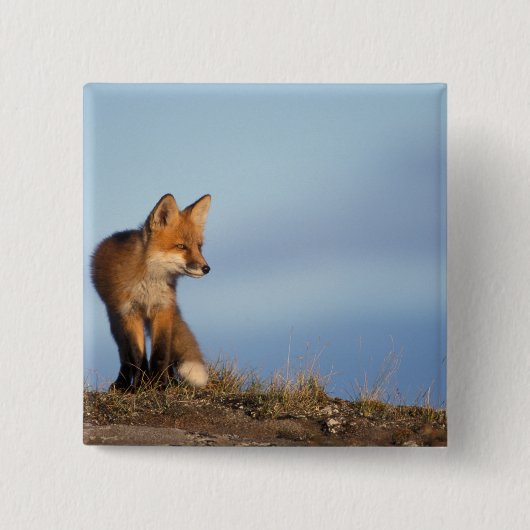 rode vos, Vulpes vulpes Vierkante Button 5,1 Cm (Voorkant)