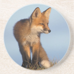 rode vos, Vulpes vulpes Zandsteen Onderzetter