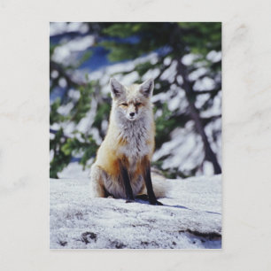 Rode Vos zittend op sneeuwbank, Vulpes, Mt. Briefkaart