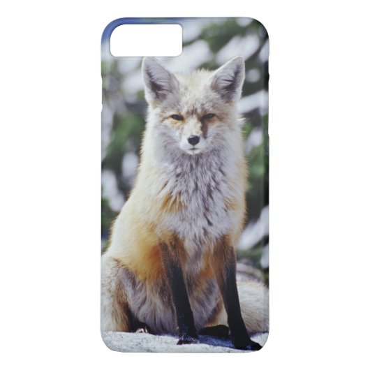 Rode Vos zittend op sneeuwbank, Vulpes, Mt. Case-Mate iPhone Case (Achterkant)