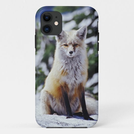Rode Vos zittend op sneeuwbank, Vulpes, Mt. Case-Mate iPhone Case (Achterkant)