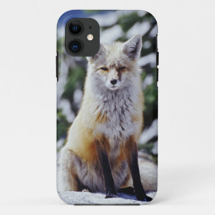 Rode Vos zittend op sneeuwbank, Vulpes, Mt. Case-Mate iPhone Case