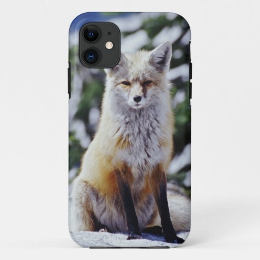 Rode Vos zittend op sneeuwbank, Vulpes, Mt. Case-Mate iPhone Case (Achterkant)