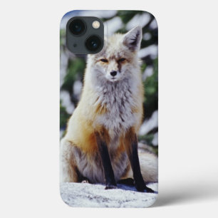 Rode Vos zittend op sneeuwbank, Vulpes, Mt. Case-Mate iPhone Case