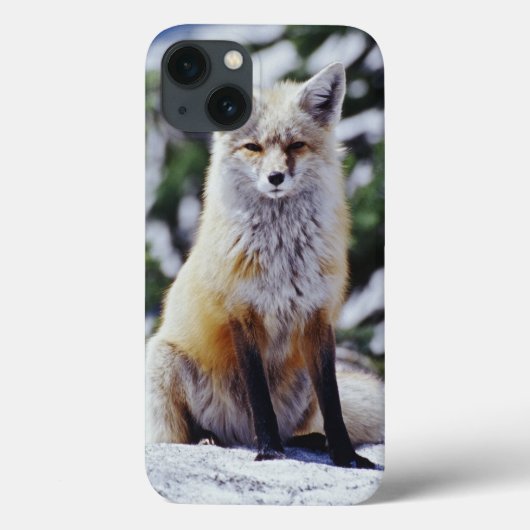 Rode Vos zittend op sneeuwbank, Vulpes, Mt. Case-Mate iPhone Case (Achterkant)