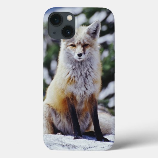 Rode Vos zittend op sneeuwbank, Vulpes, Mt. Case-Mate iPhone Case (Achterkant)