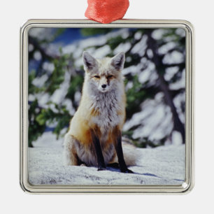 Rode Vos zittend op sneeuwbank, Vulpes, Mt. Metalen Ornament