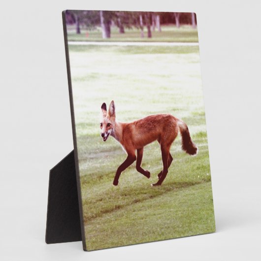 rode vosfoto fotoplaat (Zijkant)