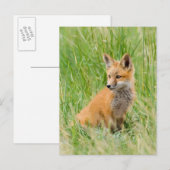 Rode voskit in gras bij hol briefkaart (Voorkant / Achterkant)
