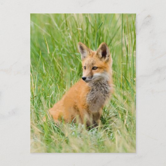 Rode voskit in gras bij hol briefkaart (Voorkant)