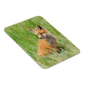 Rode voskit in gras bij hol magneet (Rechterzijde)