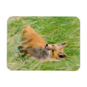 Rode voskit in gras bij hol magneet (Horizontaal)