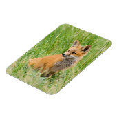 Rode voskit in gras bij hol magneet (Linkerzijde)