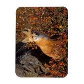 rode vossen, vulpes, in valkleuren langs magneet (Verticaal)