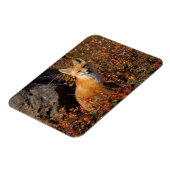 rode vossen, vulpes, in valkleuren langs magneet (Linkerzijde)