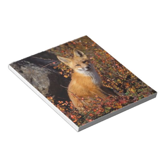 rode vossen, vulpes, in valkleuren langs notitieblok (Schuin)