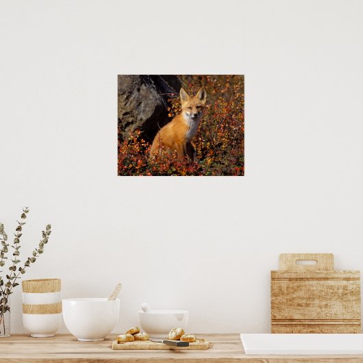 rode vossen, vulpes, in valkleuren langs poster (Keuken)