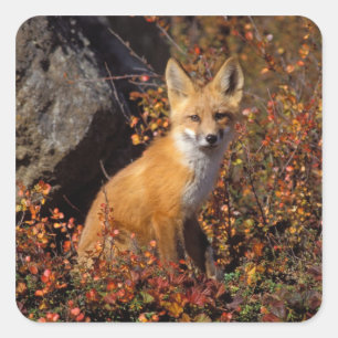 rode vossen, vulpes, in valkleuren langs vierkante sticker
