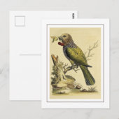  rode waaierpapegaai vogelillustratie briefkaart (Voorkant / Achterkant)