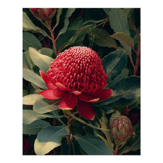 Rode Waratah Botanische Kunst Perfect Poster (Voorkant)