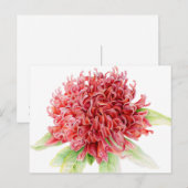 Rode Waratah botanische waterverf kunst briefkaart (Voorkant / Achterkant)