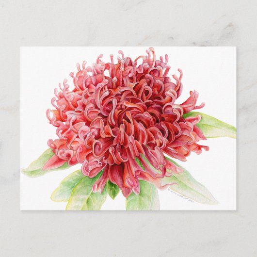 Rode Waratah botanische waterverf kunst briefkaart (Voorkant)