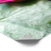 Rode waterlio's - Canvasprinters Poster (Hoek)