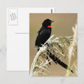 Rode weduwe Zuid-Afrika Briefkaart (Voorkant / Achterkant)