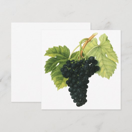  rode wijn, organisch wijndruivencluster, voedings (Voorkant / Achterkant)