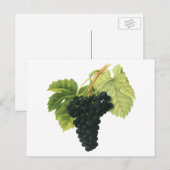  rode wijn, organisch wijndruivencluster, voedings briefkaart (Voorkant / Achterkant)