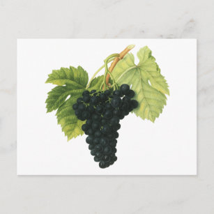  rode wijn, organisch wijndruivencluster, voedings briefkaart