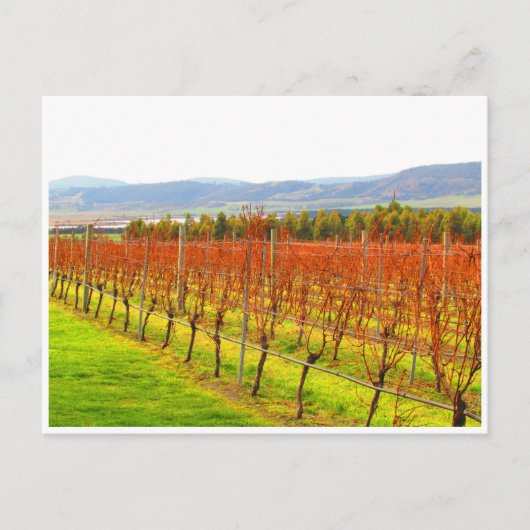 rode wijnstokken briefkaart (Voorkant)