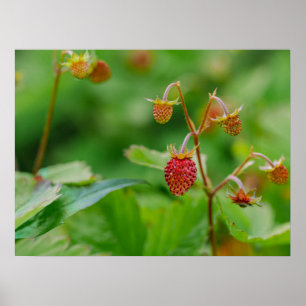 Rode Wilde Aardbei Nog Steeds Groeiende Tuinfoto Poster