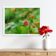 Rode wilde aardbeien groeien nog steeds in de tuin