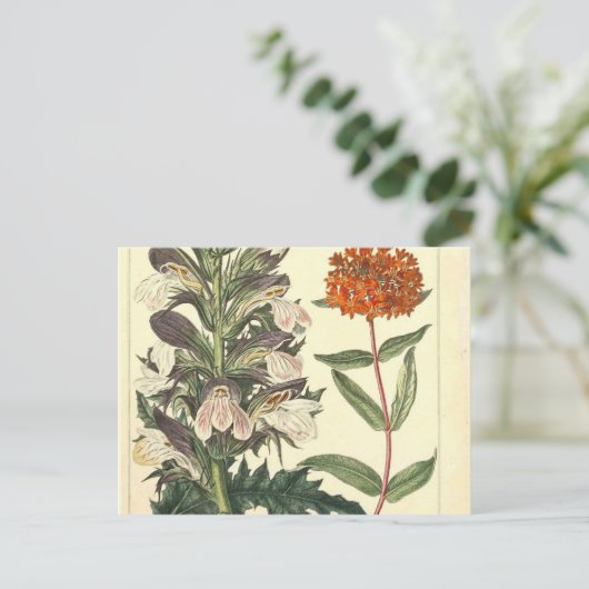 Rode Wilde Bloem Botanische Afdruk Briefkaart (Staand voorkant)