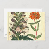 Rode Wilde Bloem Botanische Afdruk Briefkaart (Voorkant / Achterkant)